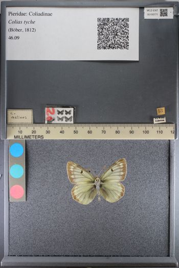 Media type: image;   Entomology 193771